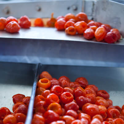 Piquante Peppers in Factory