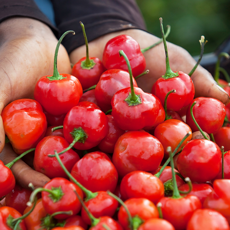 Handful of piquante peppers